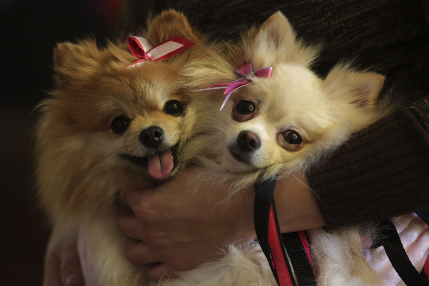 9. Yorkshire terrier
